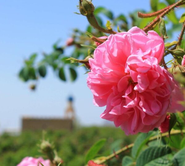 Jabal Akhdar 1