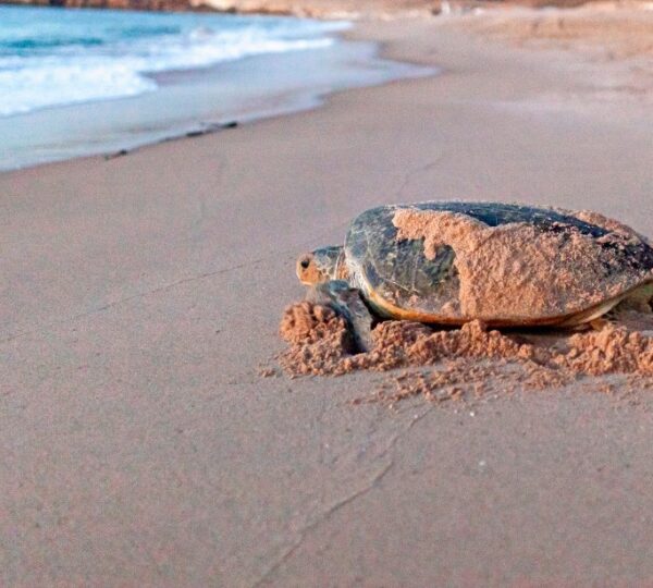 Ras al Jinz Turtle Reserve 1