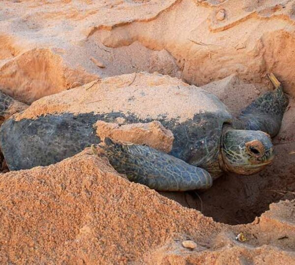 Ras al Jinz Turtle Reserve 2